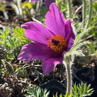 Pulsatilla vulgaris 'Violet Shades'
